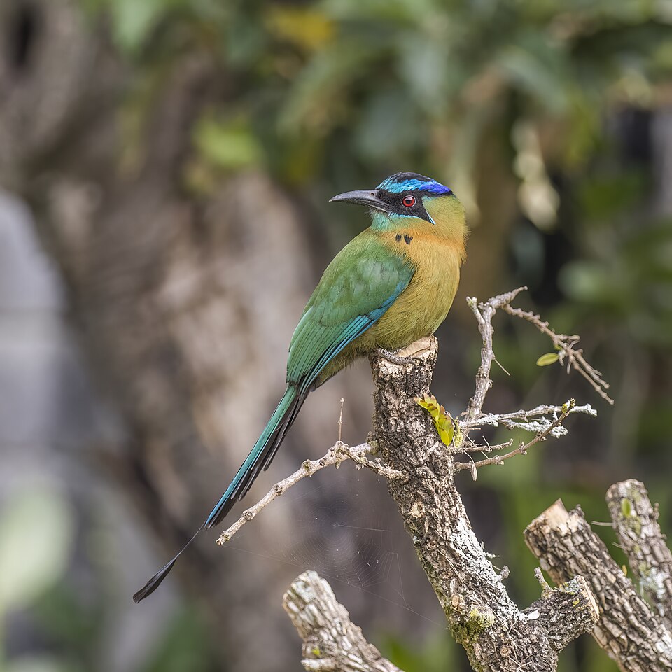Lesson's Motmot