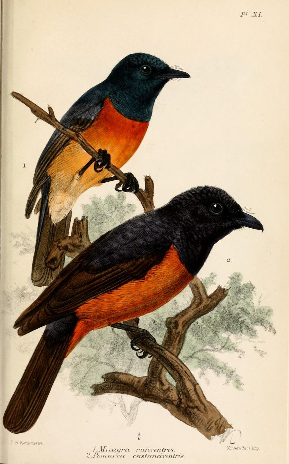 Chestnut-bellied Monarch