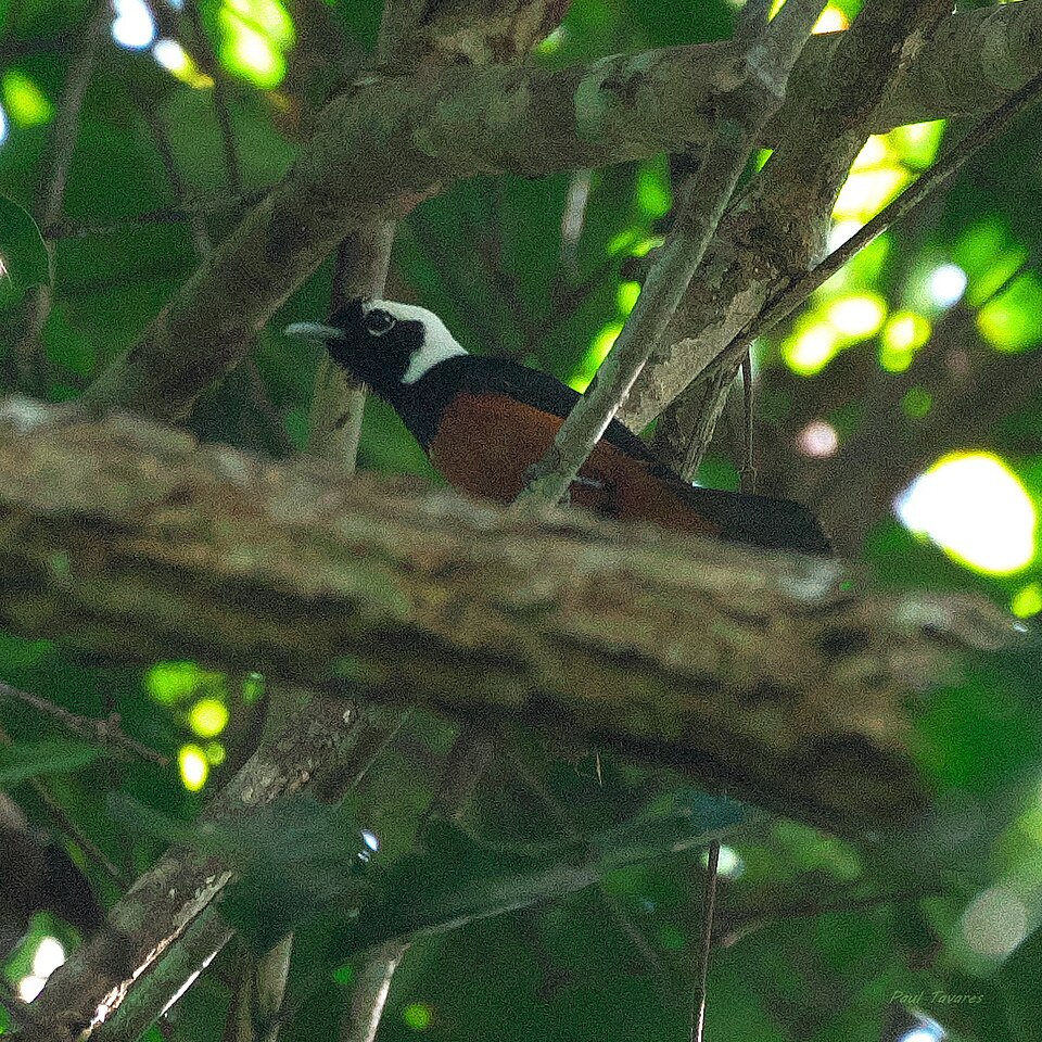 White-capped Monarch