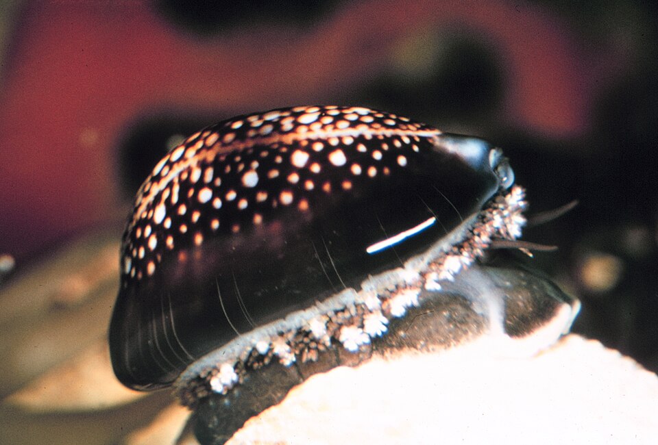 Serpent's-head Cowry