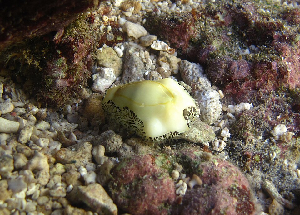 money cowrie