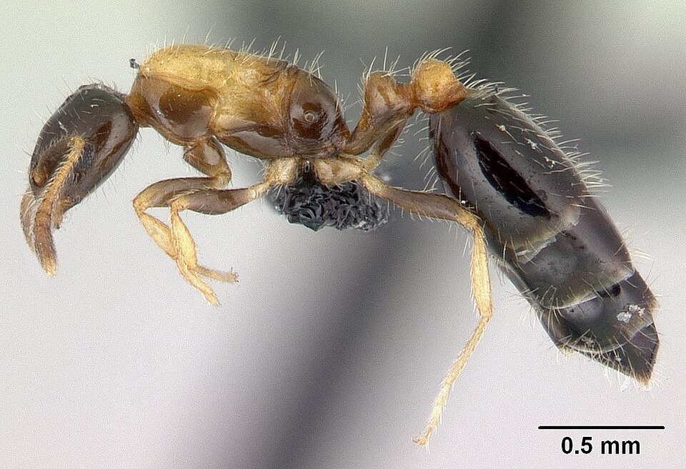 Flower ant