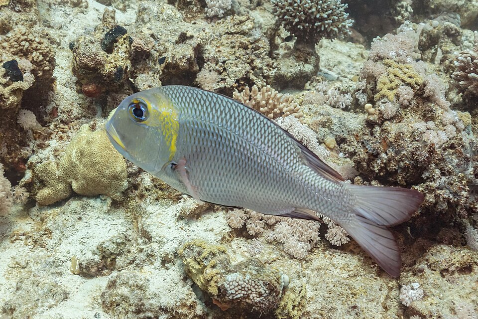 Bigeye Emperor