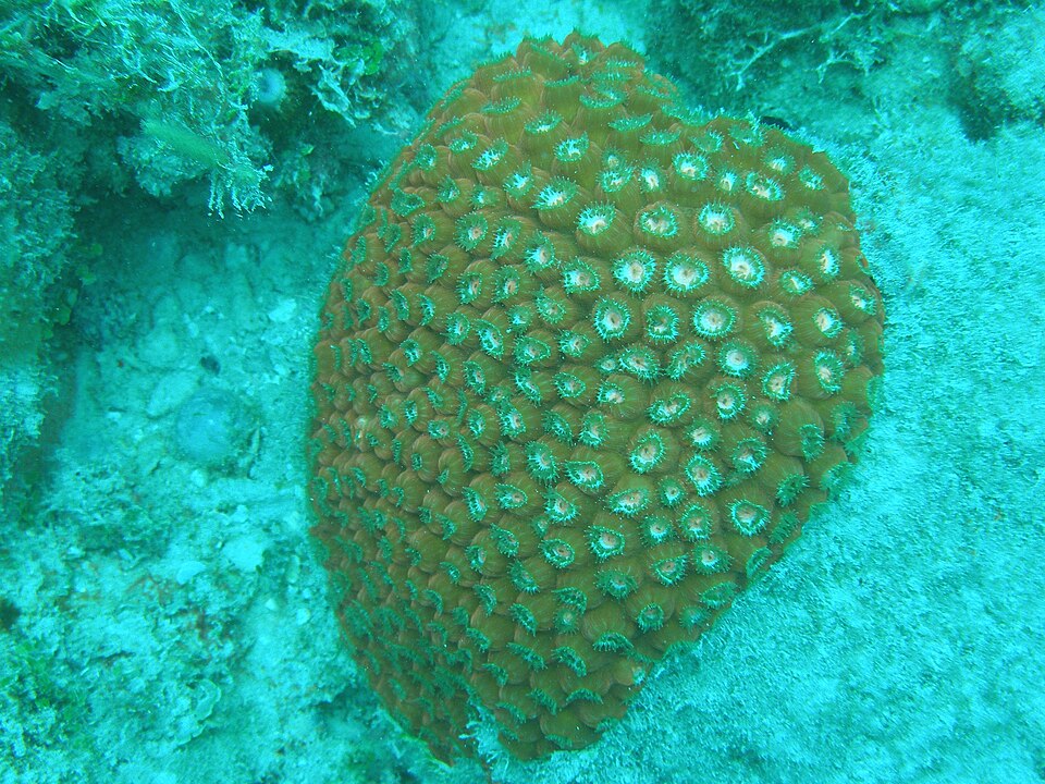 false knob coral