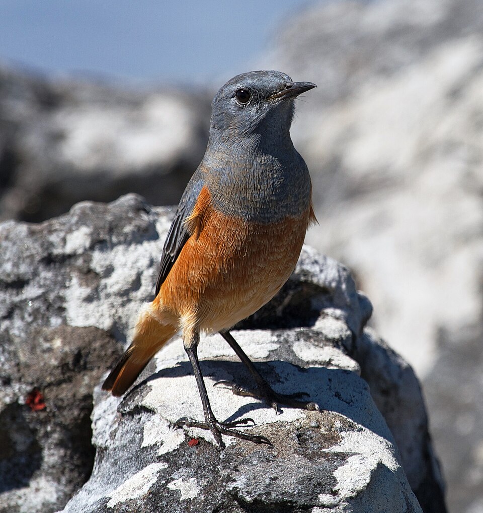 Sentinel Rock-Thrush