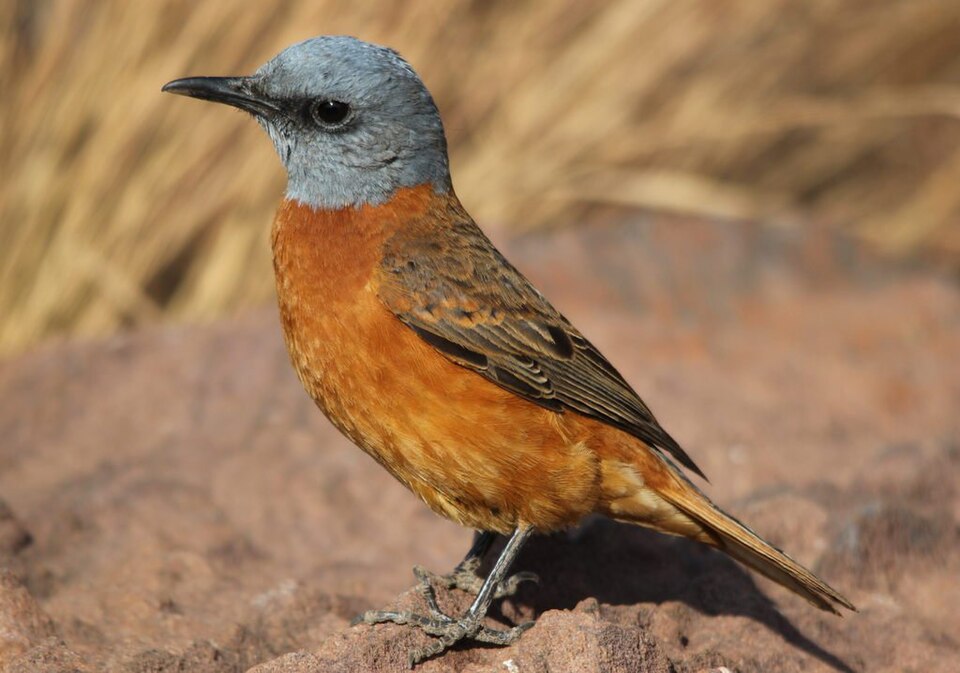 Cape Rock-Thrush
