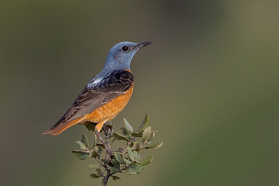 Rufous-tailed Rock-Thrush