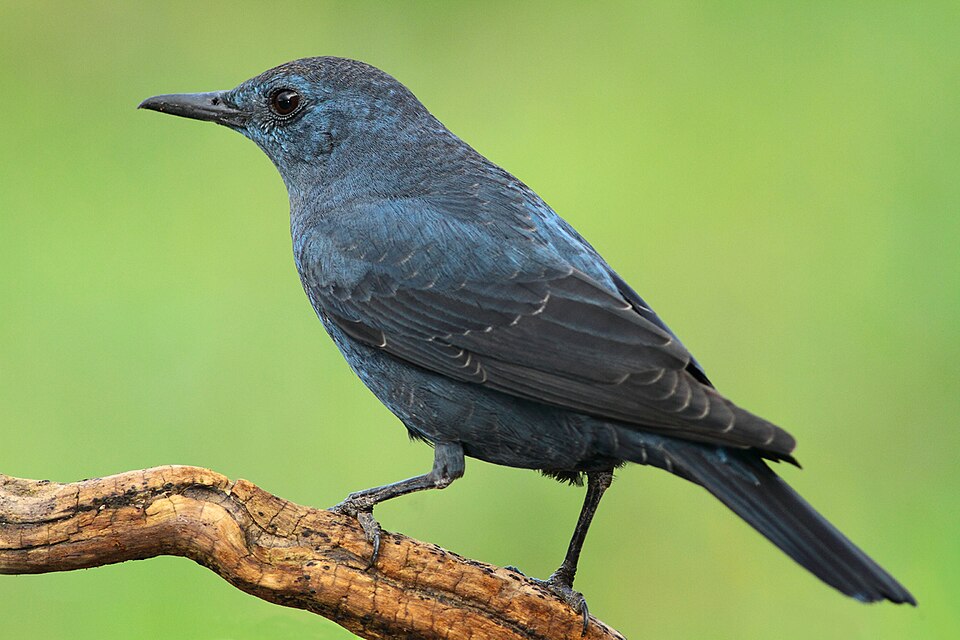 Blue Rock-Thrush