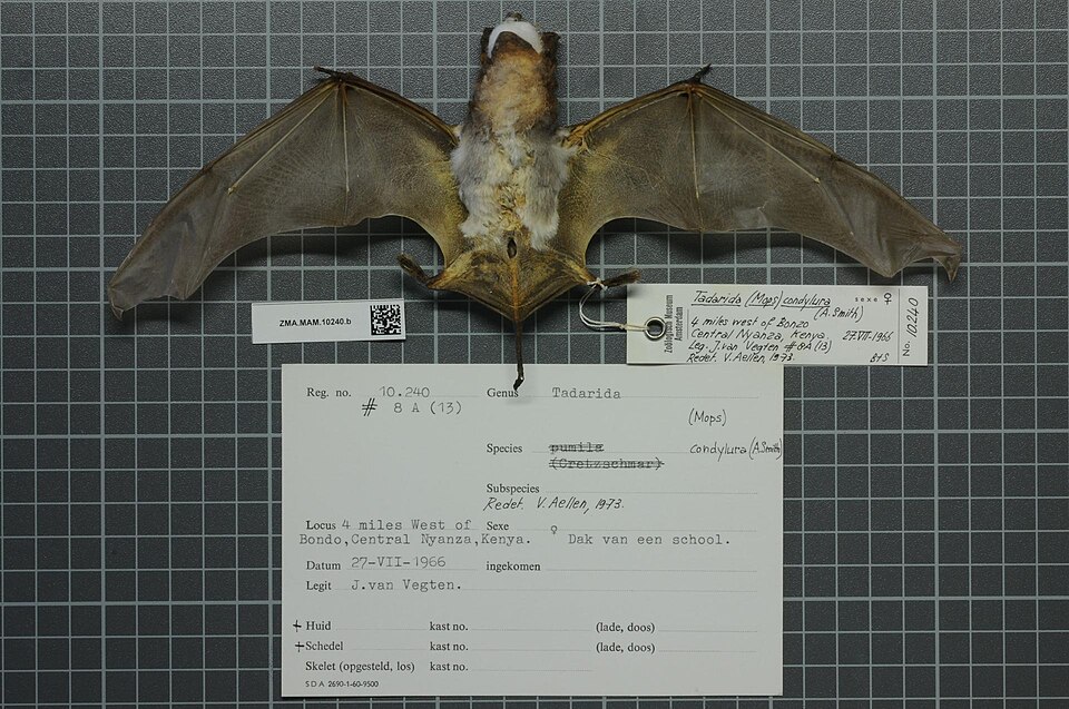 Angolan free-tailed bat