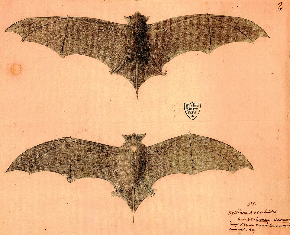 Natal Free-tailed Bat