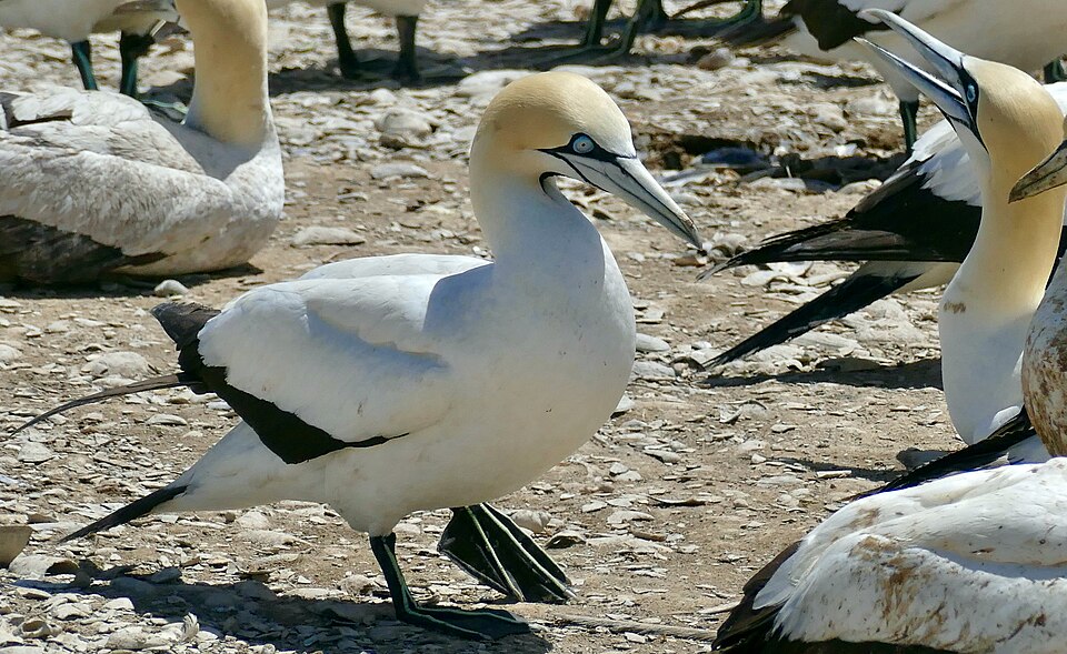 Cape Gannet