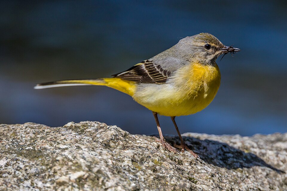 Gray Wagtail