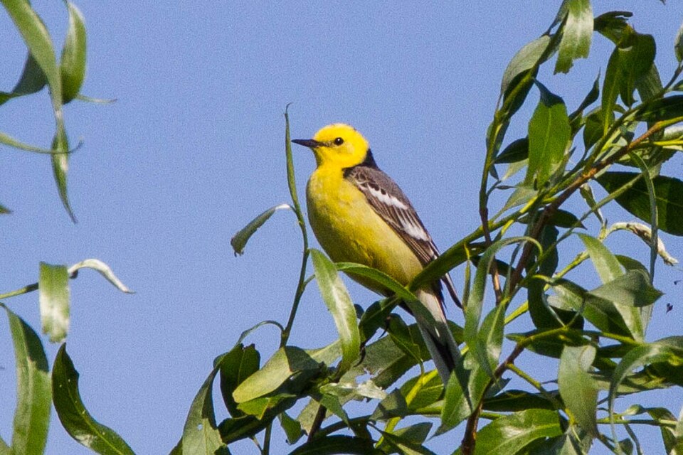 Citrine Wagtail