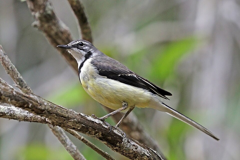 Madagascar Wagtail