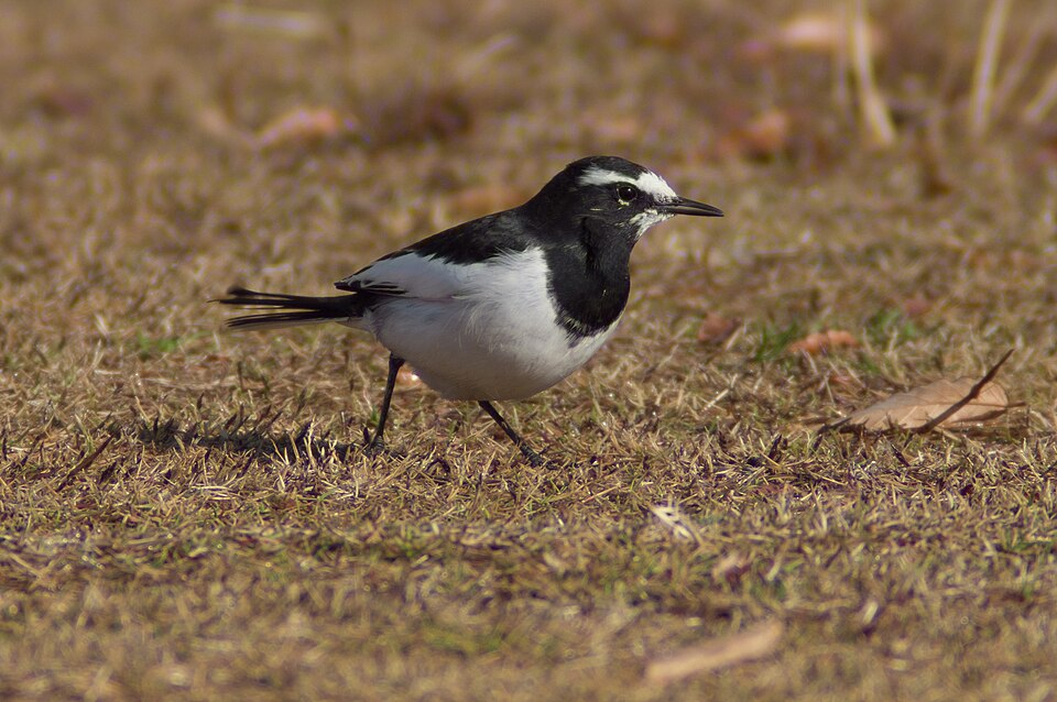 Japanese Wagtail