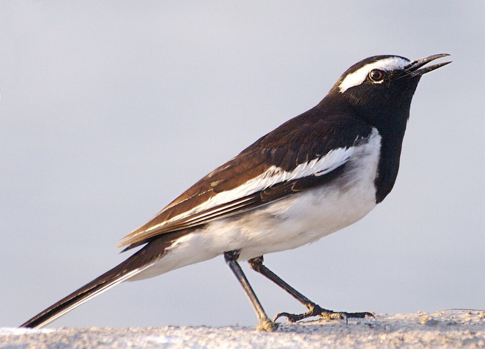 White-browed Wagtail
