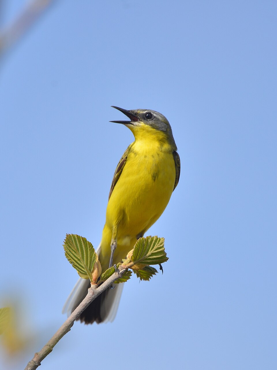 Eastern Yellow Wagtail