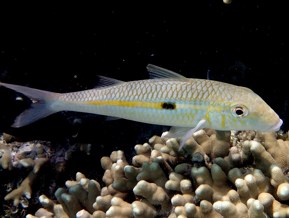 Yellowstripe Goatfish