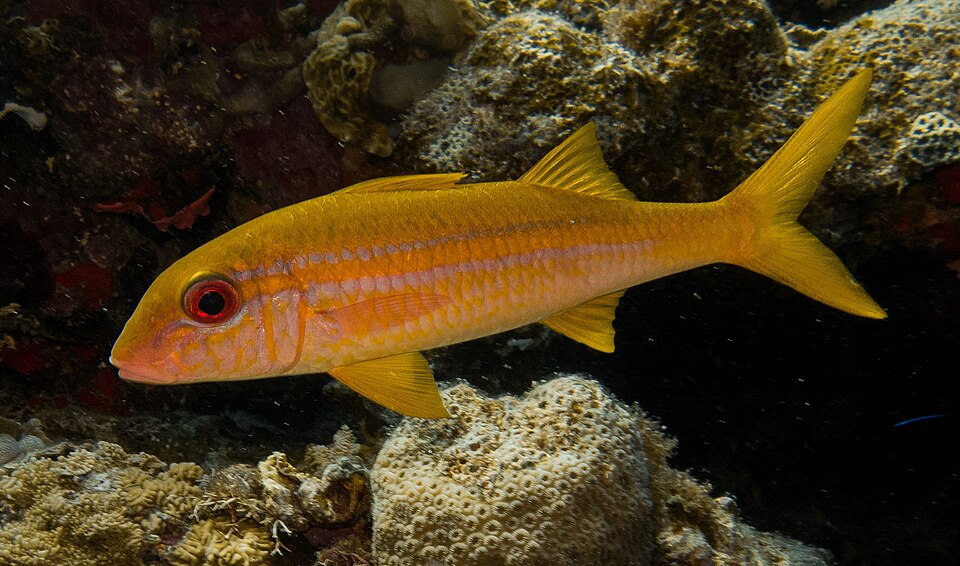 Yellowfin Goatfish