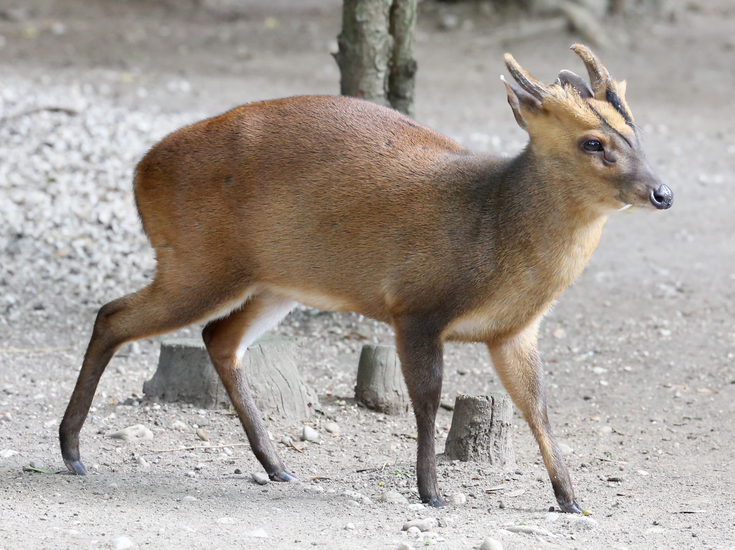 Chinese Muntjac