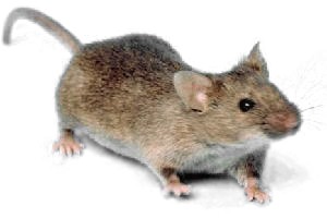 house mouse