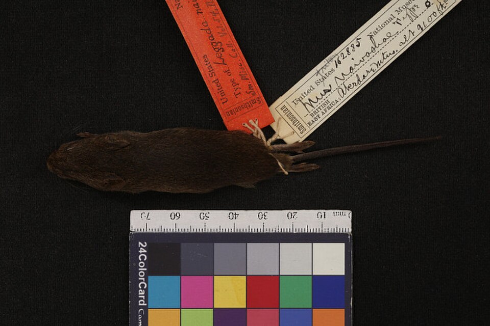 Gray-bellied Mouse
