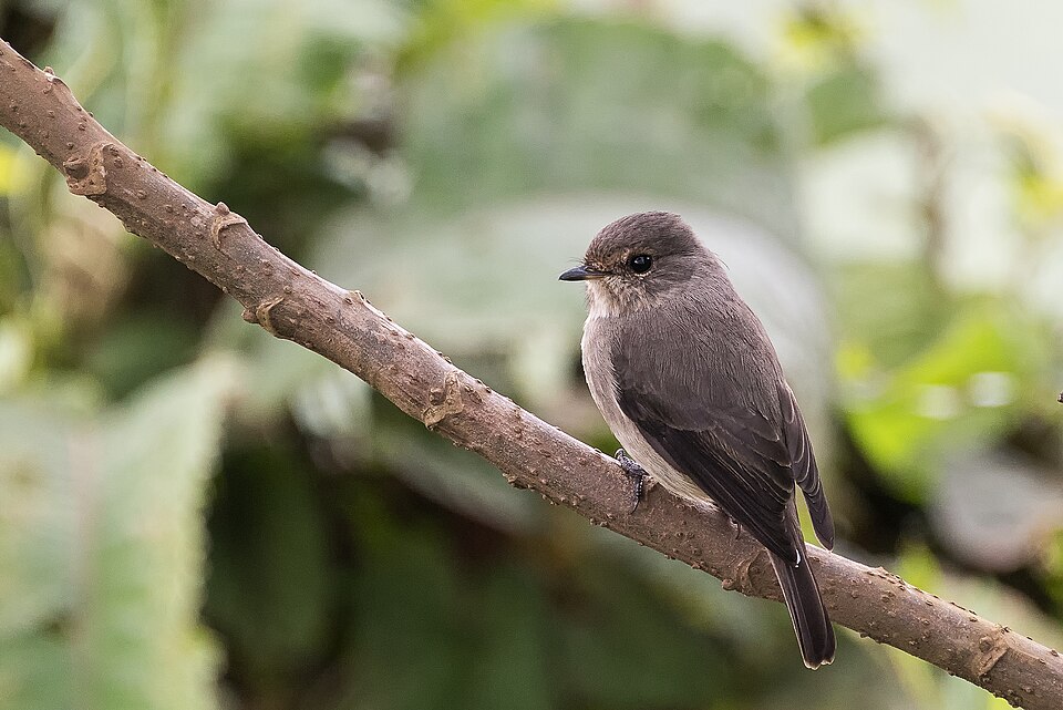 Dusky-brown Flycatcher