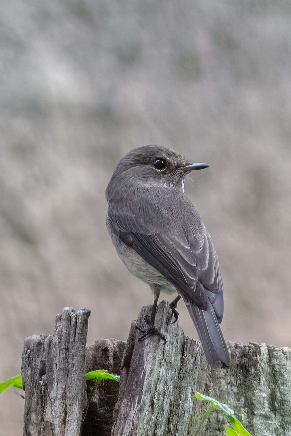 Swamp Flycatcher