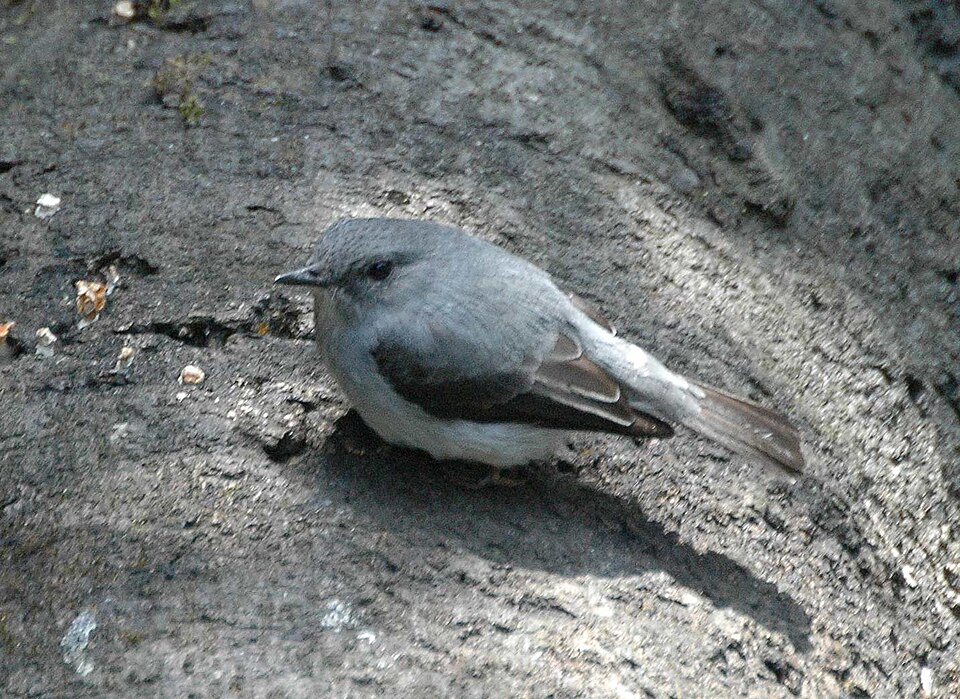 Cassin's Flycatcher