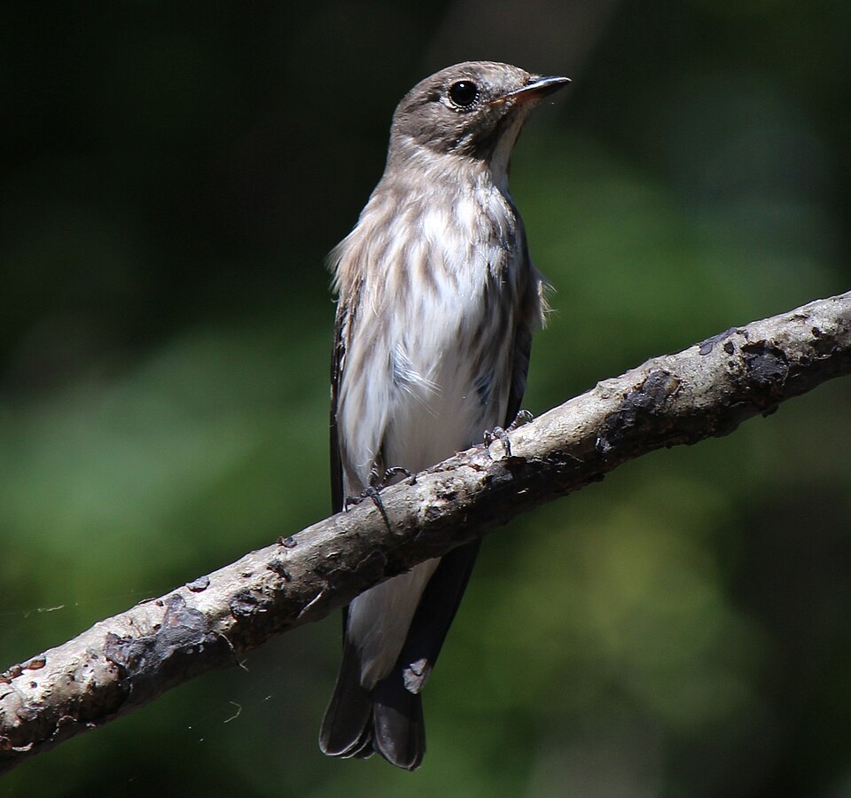 Gray-streaked Flycatcher
