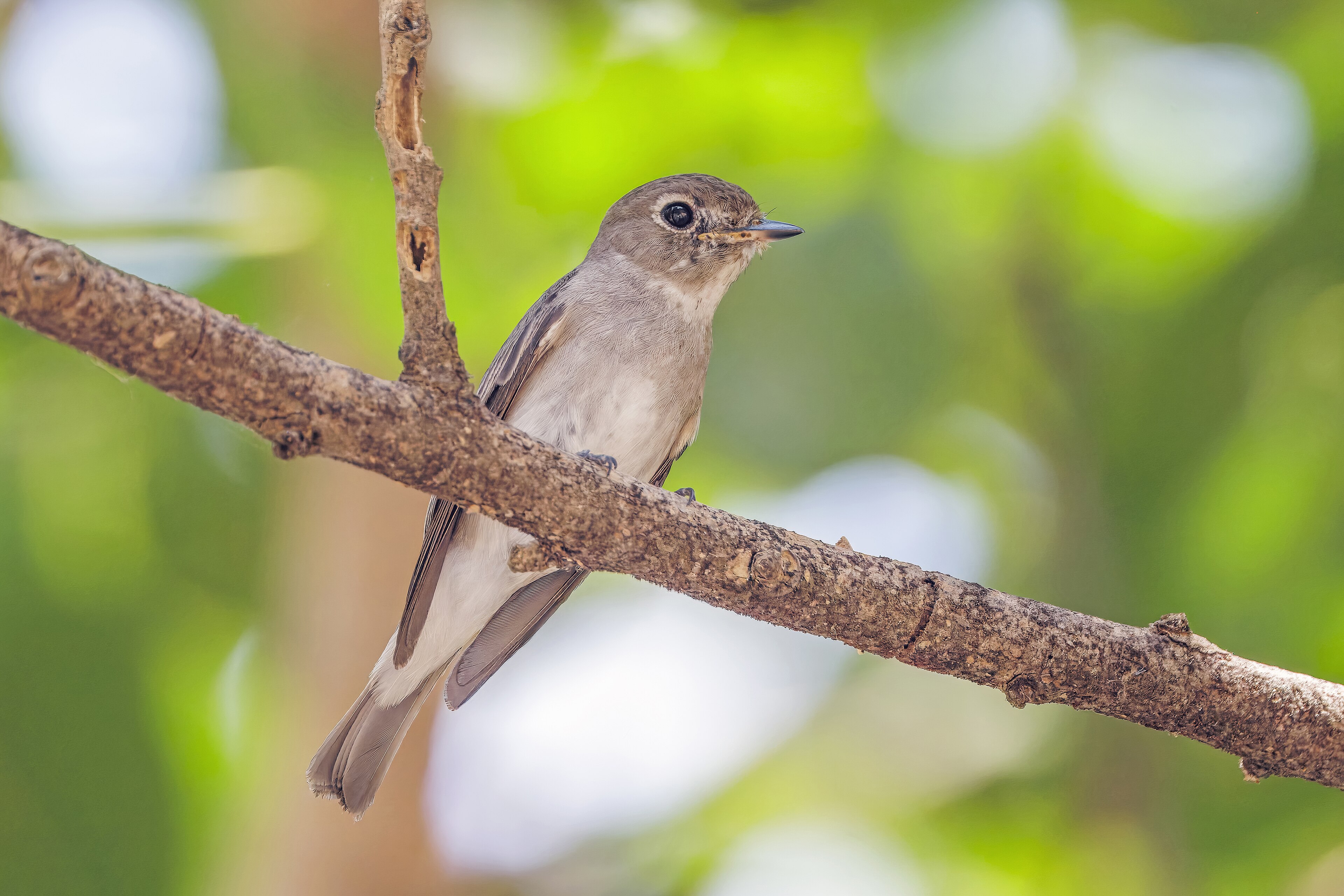 Asian Brown Flycatcher