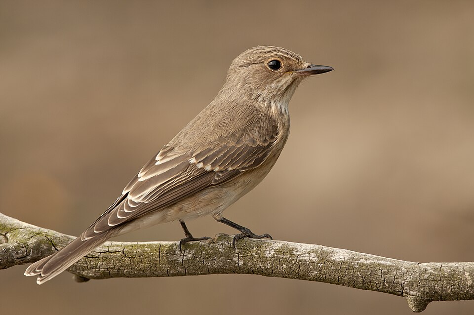 Spotted Flycatcher