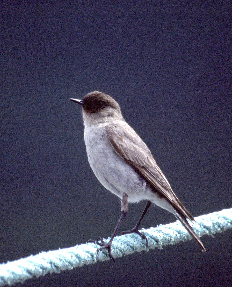 Dark-faced Ground-Tyrant