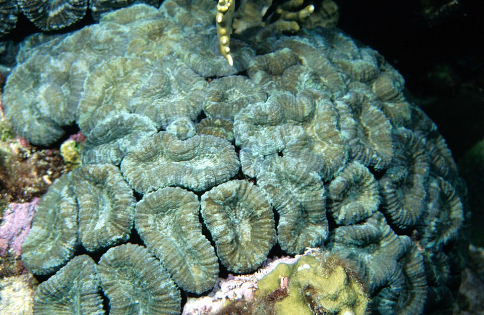 large flower coral