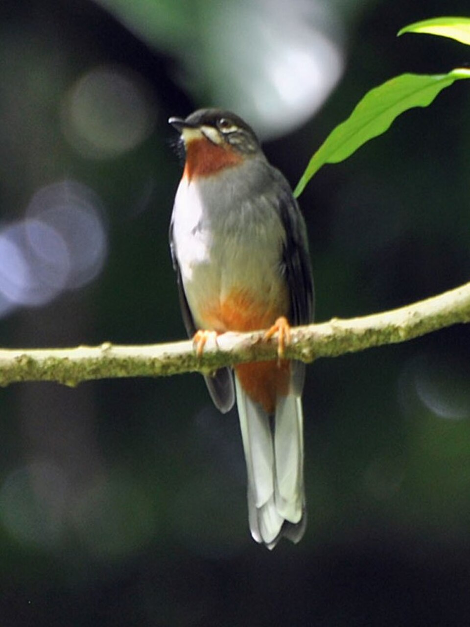 Rufous-throated Solitaire