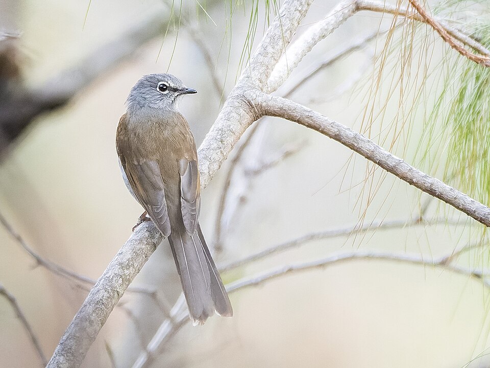 Brown-backed Solitaire