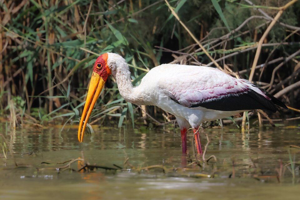 Yellow-billed Stork