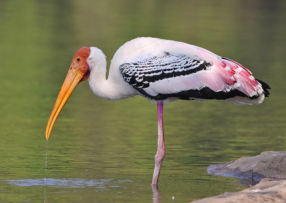 Painted Stork