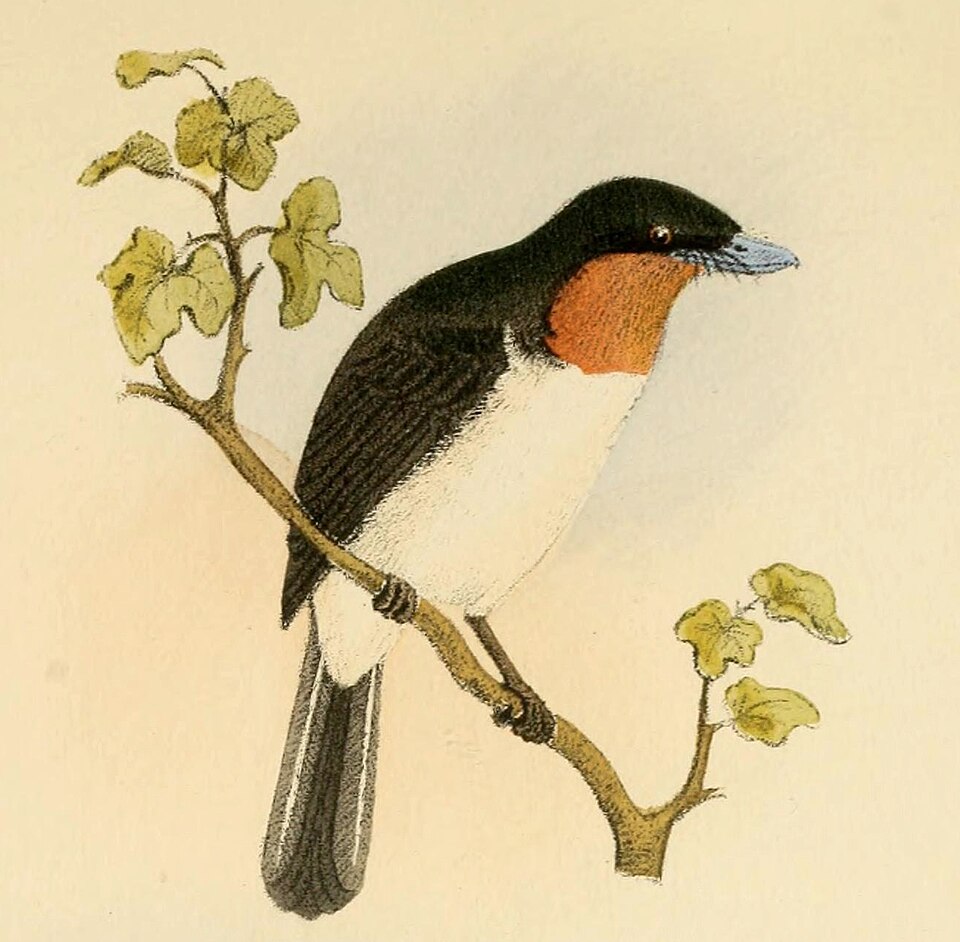 Samoan Flycatcher