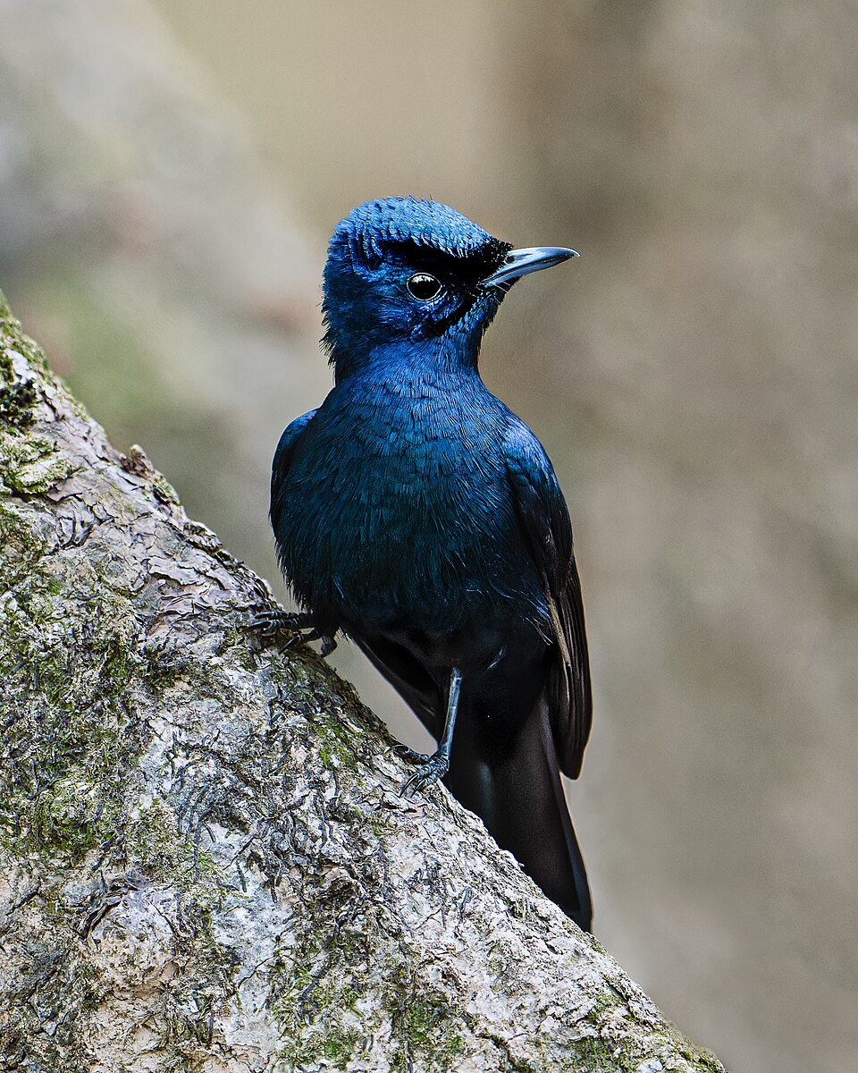 Shining Flycatcher