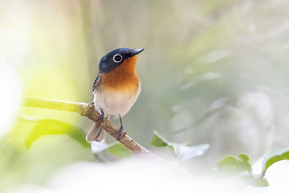 Melanesian Flycatcher