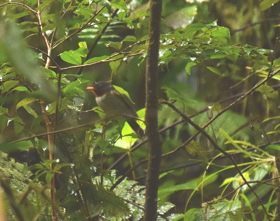 Chestnut-throated Flycatcher