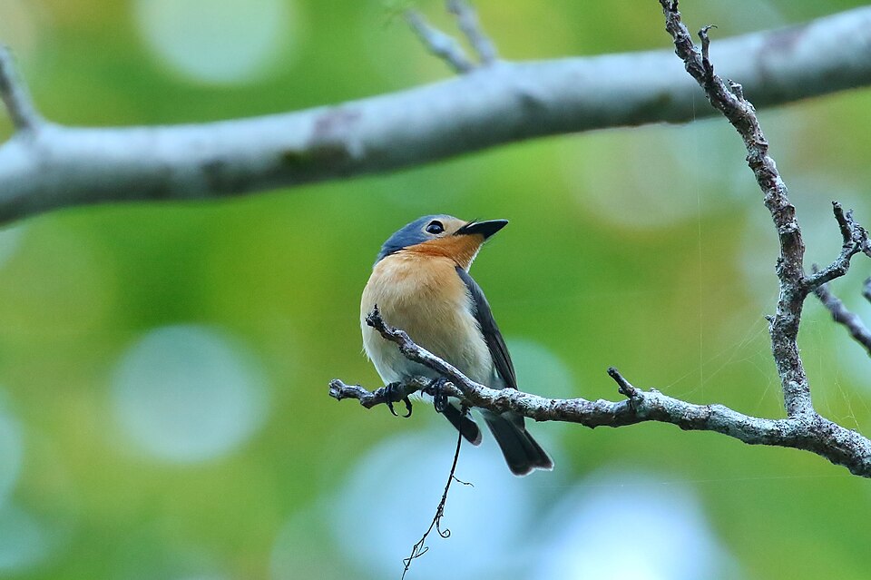 Palau Flycatcher