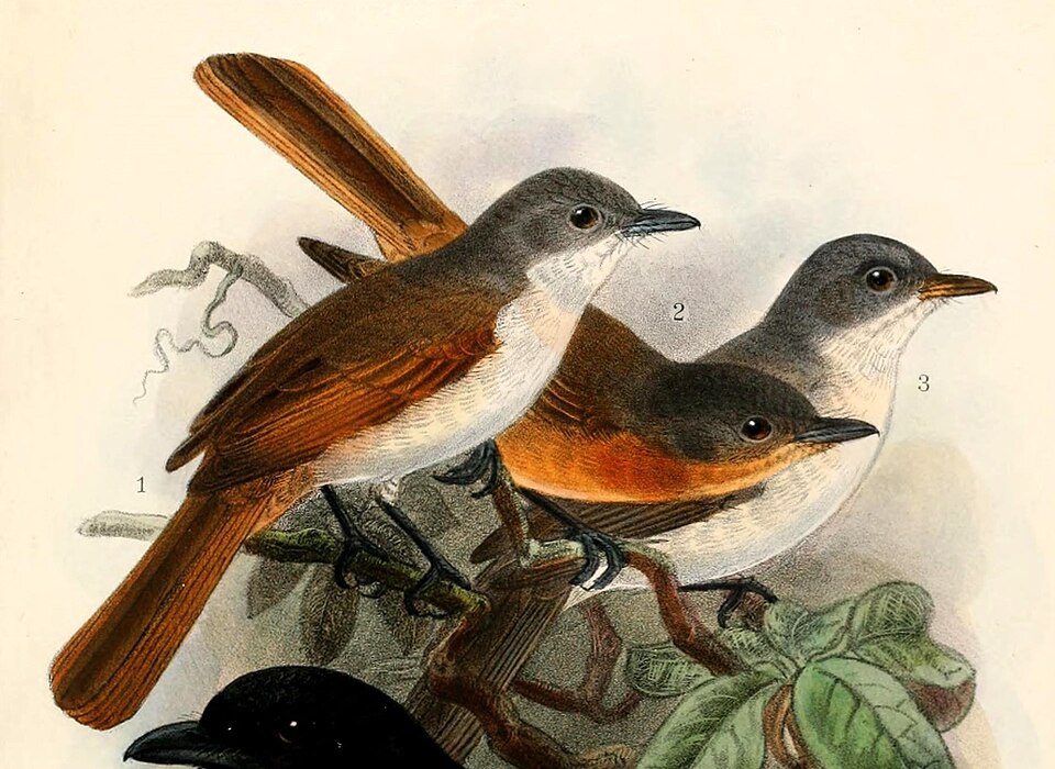 Steel-blue Flycatcher