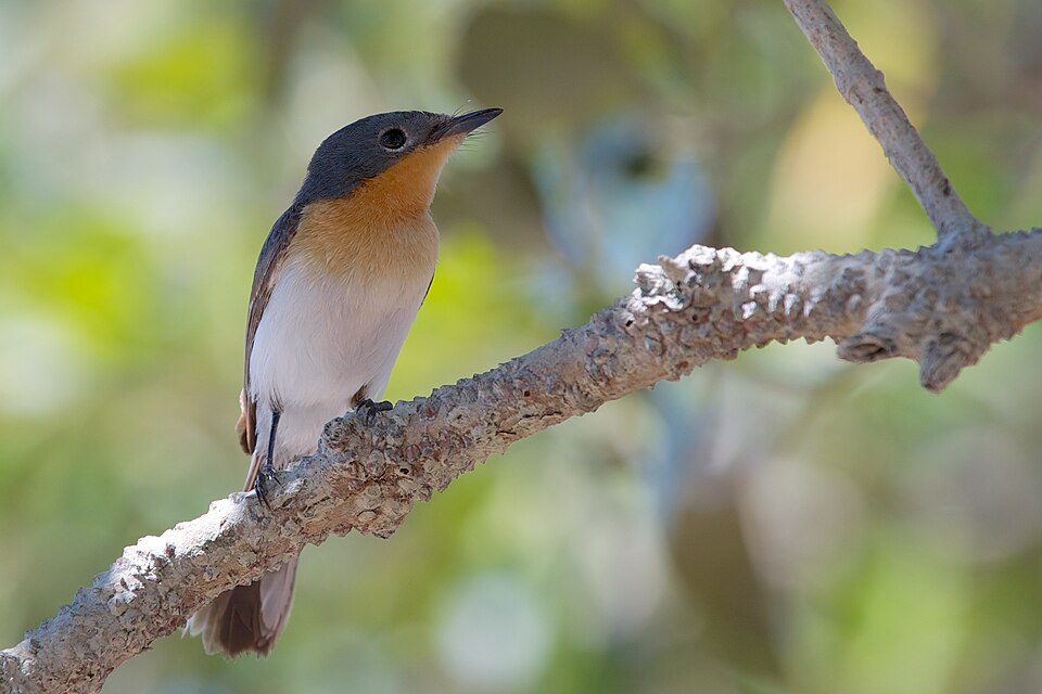 Broad-billed Flycatcher