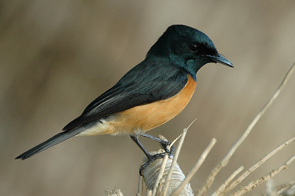 Vanikoro Flycatcher