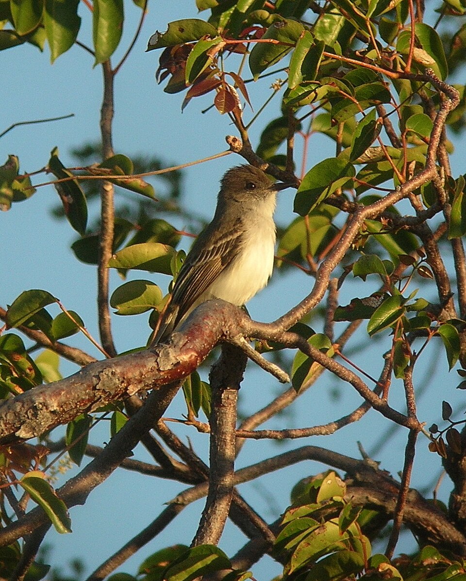 Puerto Rican Flycatcher