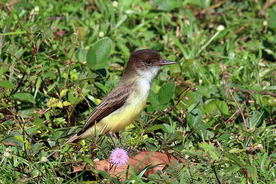 Sad Flycatcher