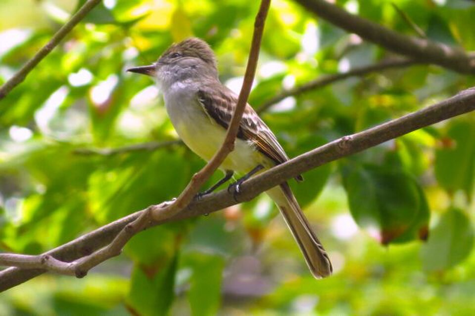 Grenada Flycatcher