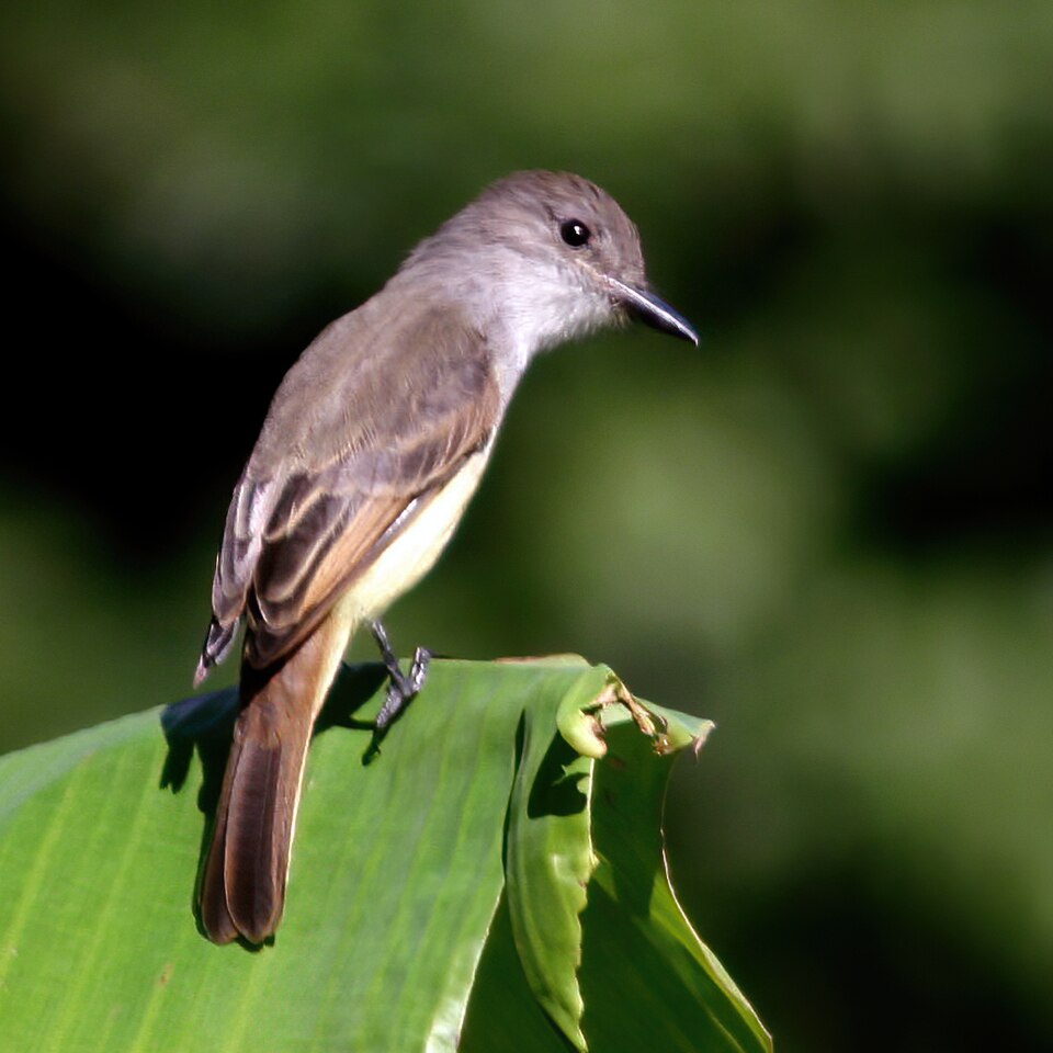 Lesser Antillean Flycatcher